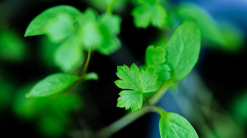 章节列表与话数结构解析 示意图